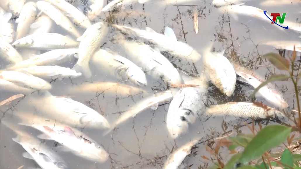 Hơn 1 tấn cá chết bất thường tại đập Hố Cùng, xã Tân Kim, huyện Phú Bình
