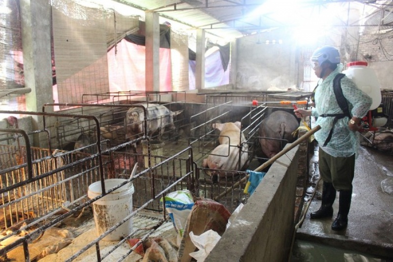 Chủ động phòng, chống bệnh tả lợn châu Phi