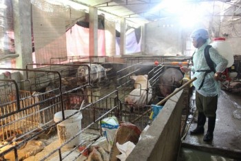Chủ động phòng, chống bệnh tả lợn châu Phi