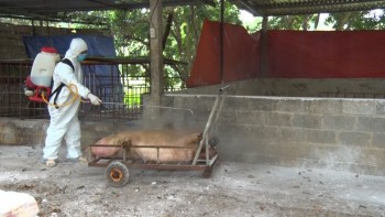 Thái Nguyên: Phát hiện dịch tả lợn châu Phi ở huyện Phú Bình