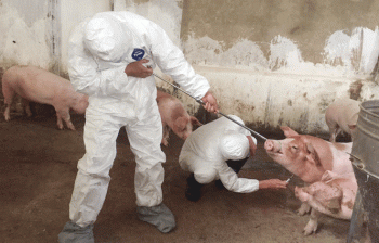 Thái Nguyên: Triển khai cấp bách các biện pháp phòng, chống bệnh dịch tả lợn châu Phi