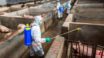 Thái Nguyên: Triển khai nhiều giải pháp phòng, chống bệnh Dịch tả lợn châu Phi