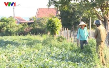 Phú Yên: Nông dân thu hoạch dưa phải “làm luật”