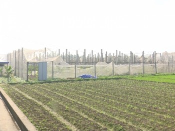 TP Thái Nguyên: Cần khắc phục hạn chế Dự án trồng rau an toàn tại xã Đồng Liên
