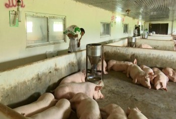 Thái Nguyên: Giá bán sản phẩm chăn nuôi tăng nhẹ