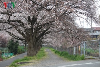 Đắm say với những con đường hoa anh đào tại Nhật Bản
