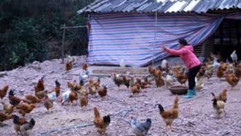 Việt Nam nhập siêu “đặc sản”... cổ, cánh, chân gà