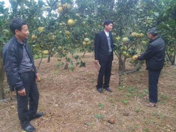 Phổ Yên: Hướng đến sản xuất cây ăn quả tập trung