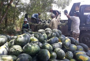 Quảng Ngãi: Giá dưa hấu tăng kỷ lục, nông dân lãi "khủng"