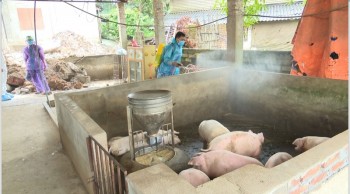 Huyện Phú Lương: Công bố dịch tả lợn châu Phi