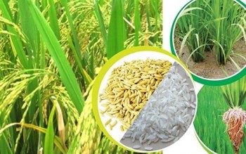 Giá trị xuất khẩu gạo 5 tháng tăng 40%