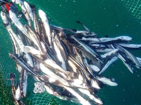 Cá chết hàng loạt ở khu vực nuôi cá lồng bè gần Nhiệt điện Vĩnh Tân