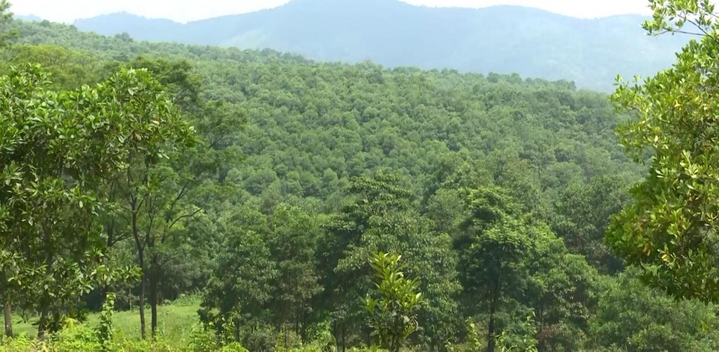 Trồng rừng gắn với kinh tế trang trại cho hiệu quả kinh tế cao