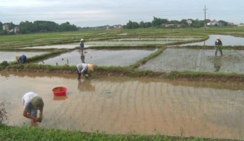 Thái Nguyên: Gieo cấy được trên 60% diện tích lúa mùa