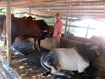 Thu nhập mỗi năm hơn 100 triệu đồng nhờ nuôi đàn bò 16 con