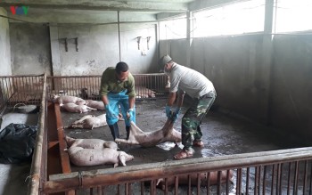 Lào Cai chi gần 3,8 tỷ đồng hỗ trợ phòng chống dịch tả lợn châu Phi