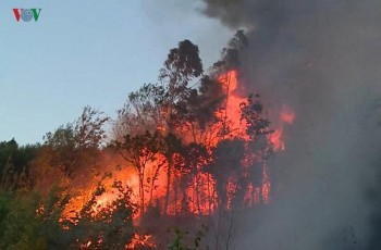 Rừng ở Bình Định bị cháy 2 ngày nay vẫn chưa được dập tắt
