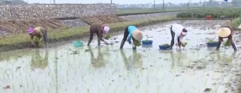 Thị xã Phổ Yên: Tích cực sản xuất lúa vụ mùa