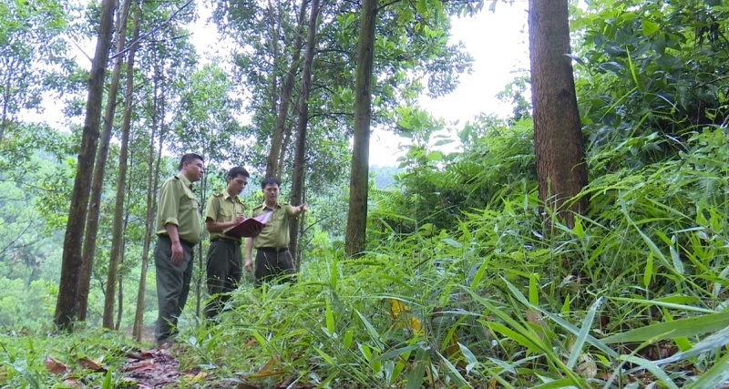 Phú Lương: Thực hiện hiệu quả công tác trồng, quản lý và bảo vệ rừng
