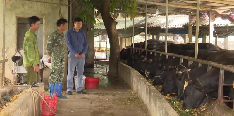 Hoài Ân Mô hình nuôi thâm canh bò thịt chất lượng cao đạt hiệu quả  Báo  điện tử Bình Định