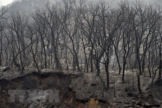 Algeria bắt thêm 25 nghi phạm trong vụ sát hại người chữa cháy rừng