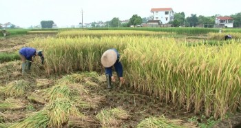 Huyện Phú Bình thu hoạch lúa mùa sớm
