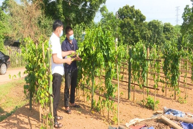 Phát triển cây dược liệu hướng đi mới ở Yên Ninh, Phú Lương - đã ps cam 1.9