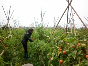 Thái Nguyên: Tăng cường bảo đảm an toàn thực phẩm trong trồng trọt