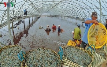 Giá tôm tăng, Việt Nam đẩy mạnh nuôi tôm có kiểm soát