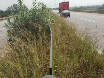 Tổng cục Đường bộ đề nghị Hà Nội cắt tỉa cỏ trên quốc lộ 18