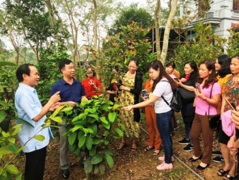 Học cách làm nông nghiệp thu tiền tỷ từ thủ phủ cây Sưa đỏ ở Tam Đảo – Vĩnh Phúc
