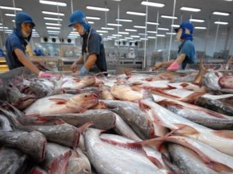 Kim ngạch xuất khẩu cá tra có thể đạt 2,2 tỷ USD
