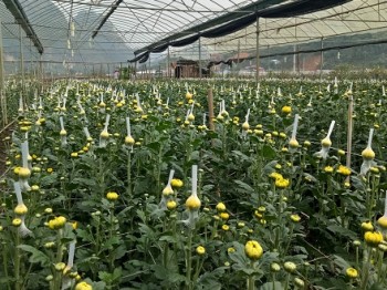 Ngắm vườn hoa cúc bán Tết lớn nhất phố núi Sơn La