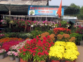Bà Rịa - Vũng Tàu: Người trồng hoa thu trăm triệu từ vụ Tết