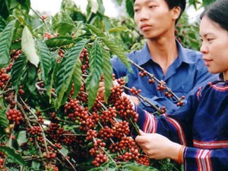 Cà phê Việt Nam – Đẳng cấp đã được khẳng định