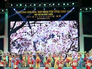 Quảng Ninh khai mạc lễ hội hoa Anh đào - Mai vàng Yên Tử Hạ Long 2017