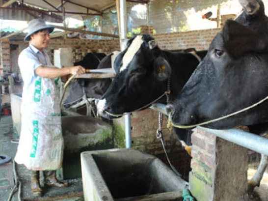 Vốn đến tay, nông dân Kinh Bắc có đàn bò, xưởng may trong tay