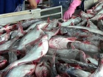 Hoa Kỳ chuẩn bị thanh tra Chương trình kiểm soát cá da trơn Việt Nam