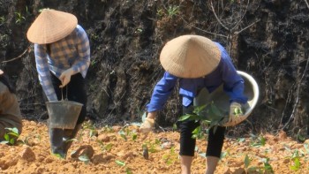 Phú Lương: Phát huy thế mạnh cây trồng chủ lực