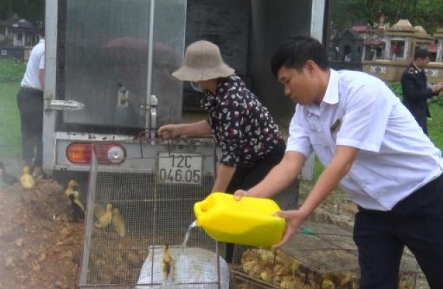 Phú Lương: Tiêu hủy  trên 560  con vịt không rõ nguồn gốc
