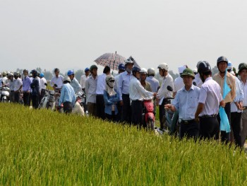 Nông dân Quảng Nam tăng thu nhập từ những cánh đồng lớn