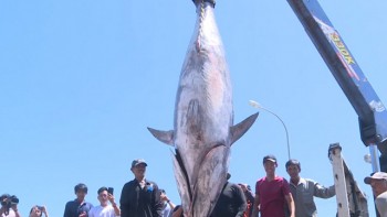 Ngư dân Phú Yên câu được cá ngừ khổng lồ