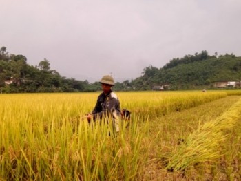 Phú Lương đẩy nhanh tiến độ thu hoạch lúa vụ Xuân