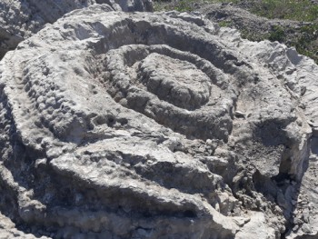 Quảng Ngãi: San hô hóa thạch tuyệt đẹp nằm lăn lóc trong bãi phế thải