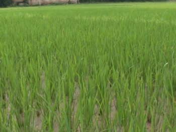 Thái Nguyên: tập trung phòng trừ sâu, bệnh hại lúa mùa
