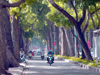 TP HCM tốn hơn 7 tỉ đồng xử lý cây xanh trên đường Tôn Đức Thắng
