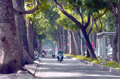 tp hcm ton hon 7 ti dong xu ly cay xanh tren duong ton duc thang