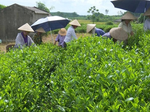 Xã Phúc Thuận, Phổ Yên: Phát huy thế mạnh cây chè