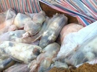 Thanh Hóa thu gom tiêu hủy hàng nghìn con lợn chết trong lũ