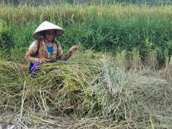 Thái Nguyên: Xuất hiện tình trạng nông dân không thiết tha với đồng ruộng